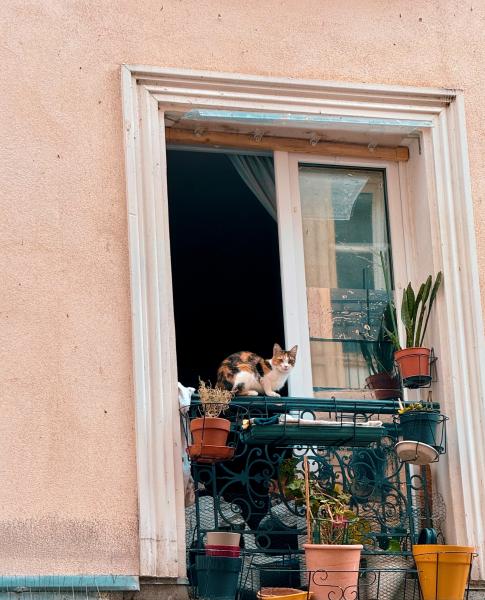 cat and window — photograph by Arkady